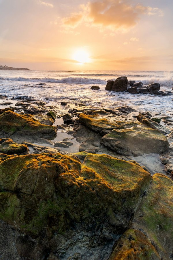 ¿Cómo enseñar a mi perro a calmarse en presencia de visitantes?